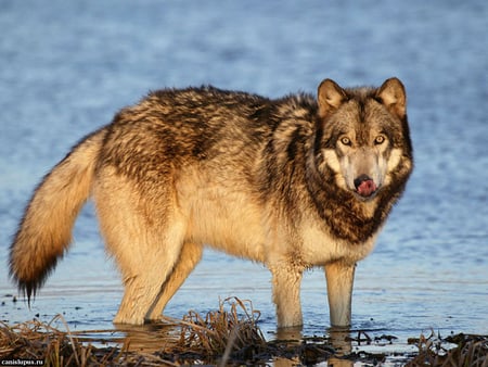 Riverside wolf - wildlife, tundra, wolf, animal, river