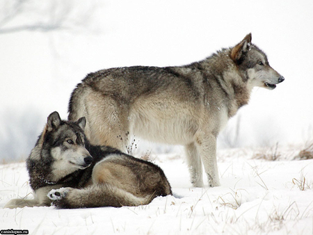 Snow wolves - wolf, wildlife, tundra, snow, animal