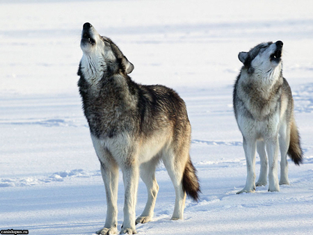 Wolves howling - wolf, wildlife, tundra, snow, animal