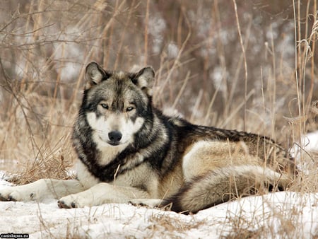 Pretty wolf - animal, wolf, tundra, snow, wildlife