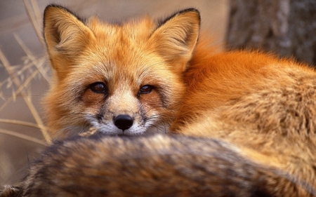 Red fox - animal, fox, mammal, wild