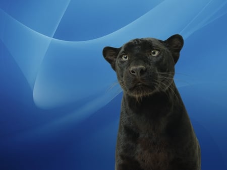 Black panter - black, panter, blue, feline, wildlife