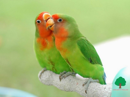 Parrots love - bird, animal, love, green parrot