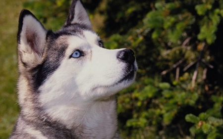 Husky - pet, husky, animal, dog, puppy, friend