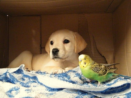 Best friends!! - puppy, parrot, dog, animal, pet, bird