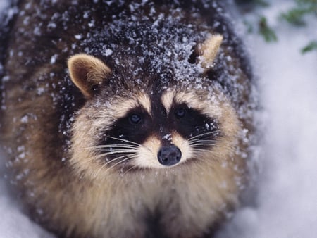 Raccoon? - raccoon, animal, fluffy, snow