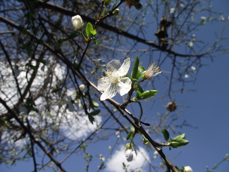 Ciruelos en Flor - flowers, winter, nature, rain