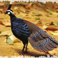 Palawan Peacock Pheasant 1