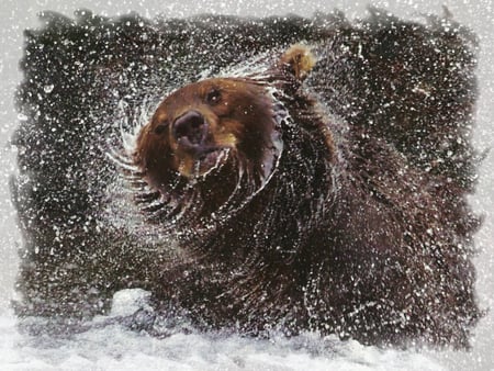 Spin Cycle - Brown Bear  - brown bear, wildlife, animal, richard seeley, water, photo, seeley, photography