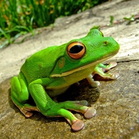 Frog