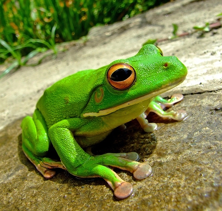 Frog - animal, green, frog, other