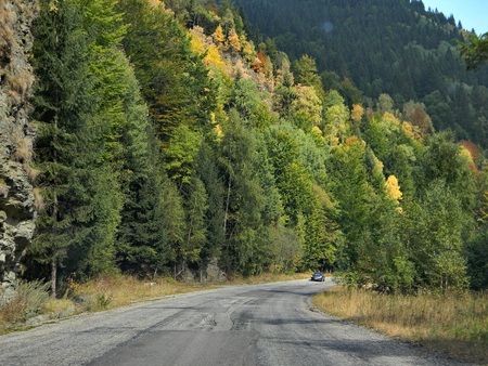 Lonely... - autumn, trees, colours, forest, colorful, road