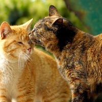 Cat kiss