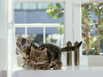 Cats on window