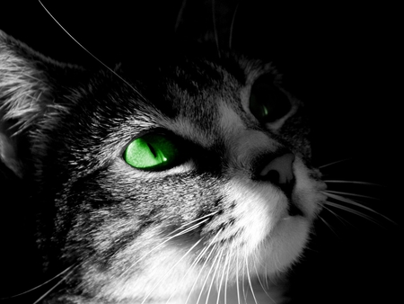 Green eyes cat - cat, feline, animal, kitten