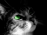 Green eyes cat