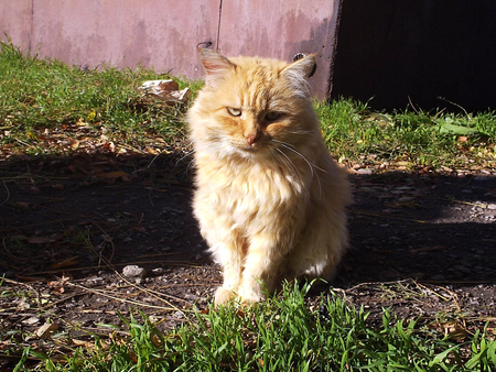 Kitten in garden - cat, feline, animal, kitten