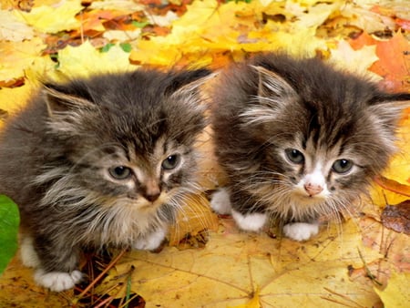 Autumn kittens - autumn, cat, animal, feline, leaf, kitten