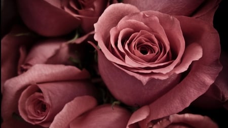 Pink Roses - nature, roses, pink, beautiful