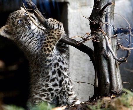 Little leopard... - leopard, animal, spot, kitten, feline, cat