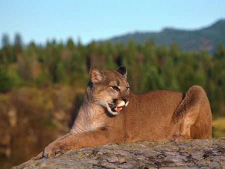 Puma - animal, big cat, puma, beast, feline