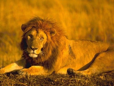 Old lion - animal, feline, lion, beast, big cat