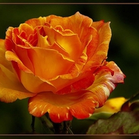 Pretty rose from Jeri to all in DN!!!!!