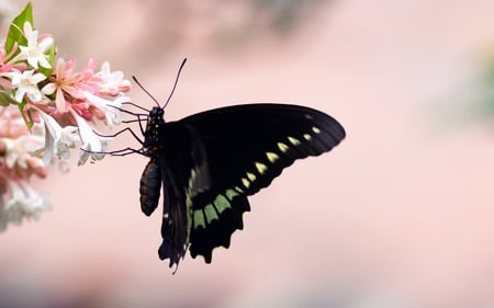 Hanging Around - pretty, insects, hanging, beautiful, photography, pink, flowers, black, around, nature, butterfly, plants