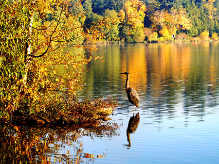 Autumn - nature, lake, autumn, beautiful