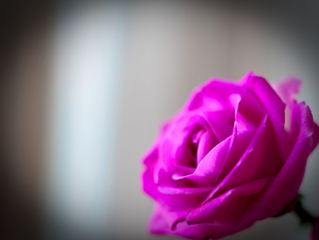 Vibrant Pink - pretty, vibrant, vivid, beautiful, photography, pink, flowers, nature, plants, floral