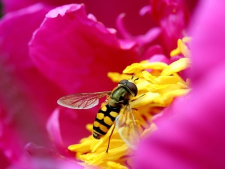 Hover Fly - stripe, hover fly, bug, insect, pollen, flower