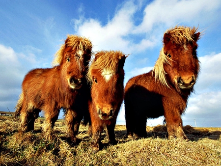 shetland ponies - white, three, brown, green, grass, rare breed, small, cute