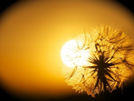 Make A Wish - pretty, beautiful, wish, meadow, dandelion, flowers, sunlit, sunset, nature, make, field, floral