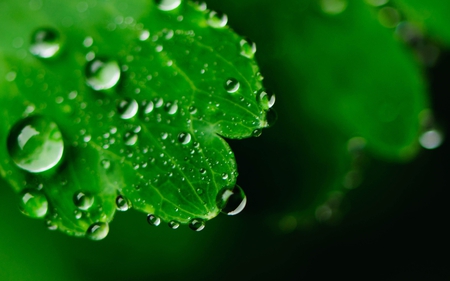 Fresh - dewdrops, fresh, forests, photography, plants, dew, nature, clean, leaves, green, crisp, natural