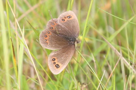 Gentle one - summer, fly, grass, forever, wings, brown, little, bright, light, field, gentle, small, animals, touch, soft, insects, butterfly, orange, colors, green, sunshine