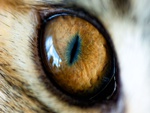 Eye