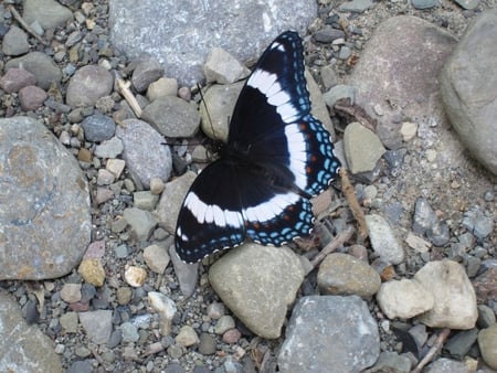 Admiral-Butterfly - butterfly, admiral, picture, beautiful