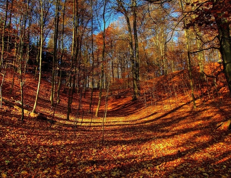 Forest - autumn, forest, other, beautiful