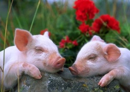 CUTE SLEEPING PIG'S - flowers, pigs, cute, sleeping, pink, animals