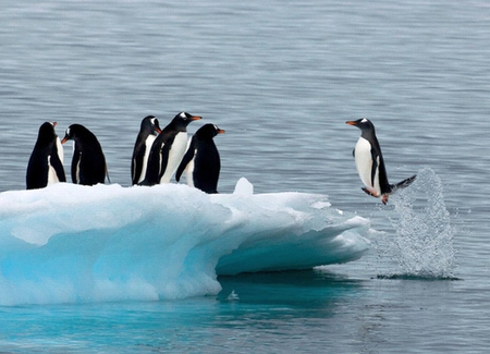 Penguins - picture, penguins, cool, beautiful