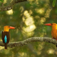 Beautiful Birds