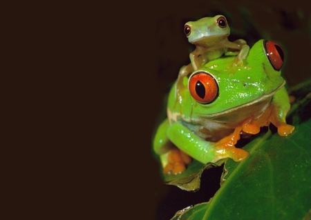 Green frogs - frogs, green, animals, other