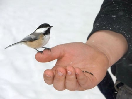 Chickadee-in-Hand - cute, in-hand, picture, chickadee