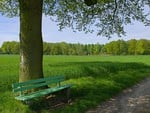 A bench under the tree