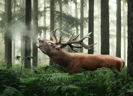 The call - beauty, trees, landscape, animals, great, deer, nature, forest, the call, green, color