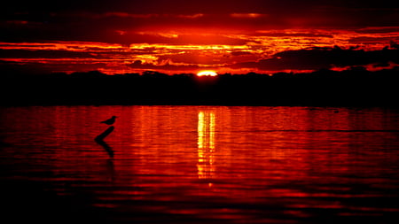 Fire Fills the Sky - red, sky, bird, perched, deep, crimson, beautiful, dark