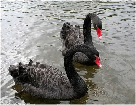 Black Swans - pair, lake, swans, black