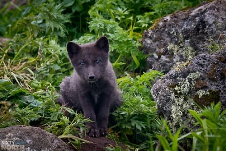 Kogitsune ( fox child ) , for my lovely friend Kogitsune ; Jessica :) - grass, puppy, rocks, fox