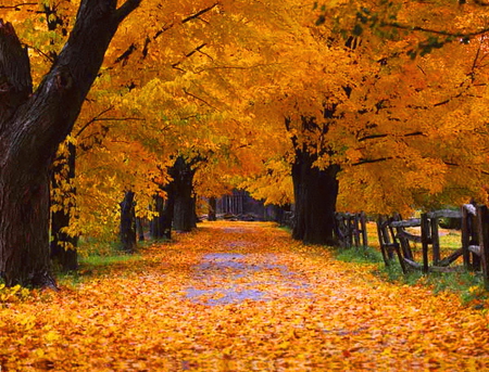 Crunch - trees, autumn, gold, walk, orange, leaves