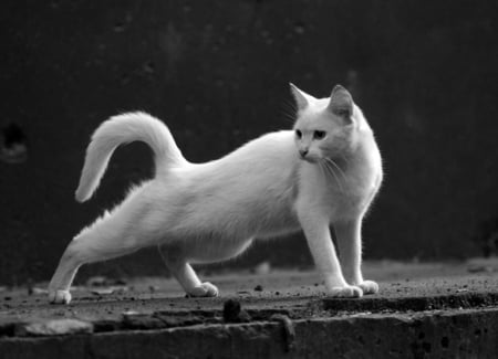 stretching - white, cat, animals, pets, stretching